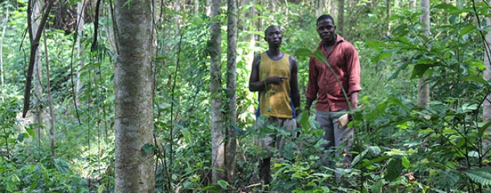 Ghanaian Youth not interested in Plantation Development