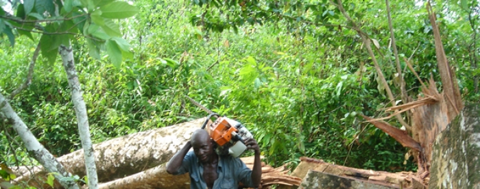Promoting legal timber trade for sustainable forest management in Ghana