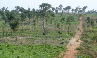 SUB: The transformation of a degraded forest area in the Tain II Forest Reserve, Ghana, between 2014 and 2018. ©FORM International