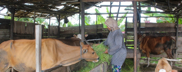 Feeding the cattlelow.jpg